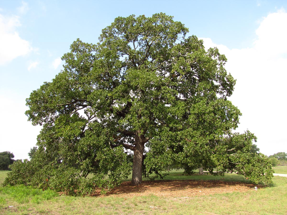 A lovely post oak with green leaves and branches reaching the ground on a bright sunny day.