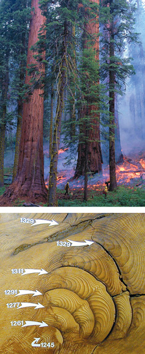 Two images in a narrow column: on top, a fire burning low among giant trees; on the bottom, a tree cross section with fire scars and years and white arrows marking rings with corresponding years.