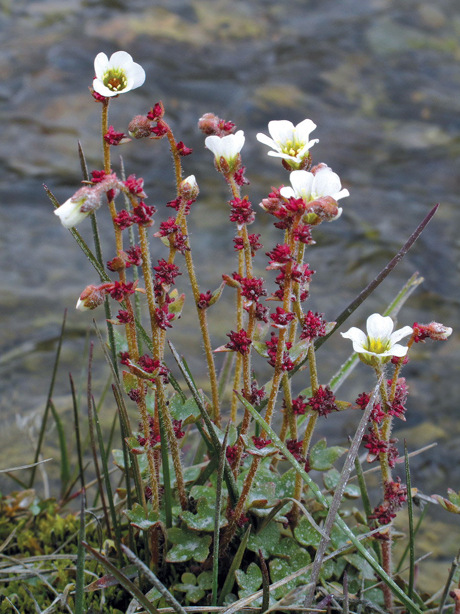 Drooping saxifrage (Saxifraga cernua), a small flowering plant with white flowers, reddish stems, and low green foliage, blooms in front of an out-of-focus rocky background.