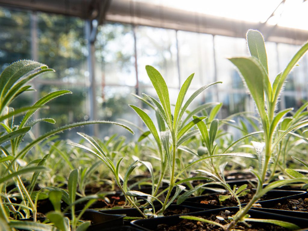 A close-up of small sprouting plants in a sunny greenhouse.