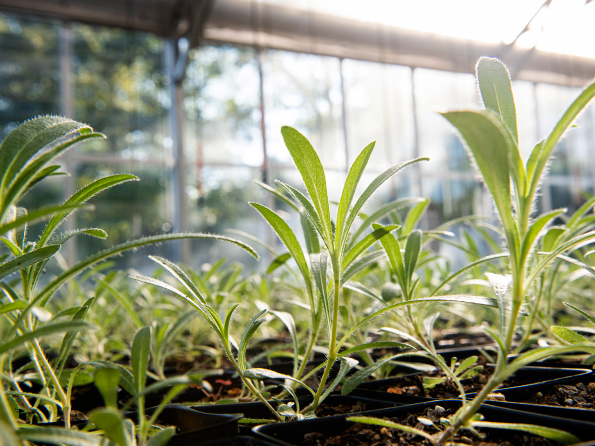 A close-up of small sprouting plants in a sunny greenhouse.