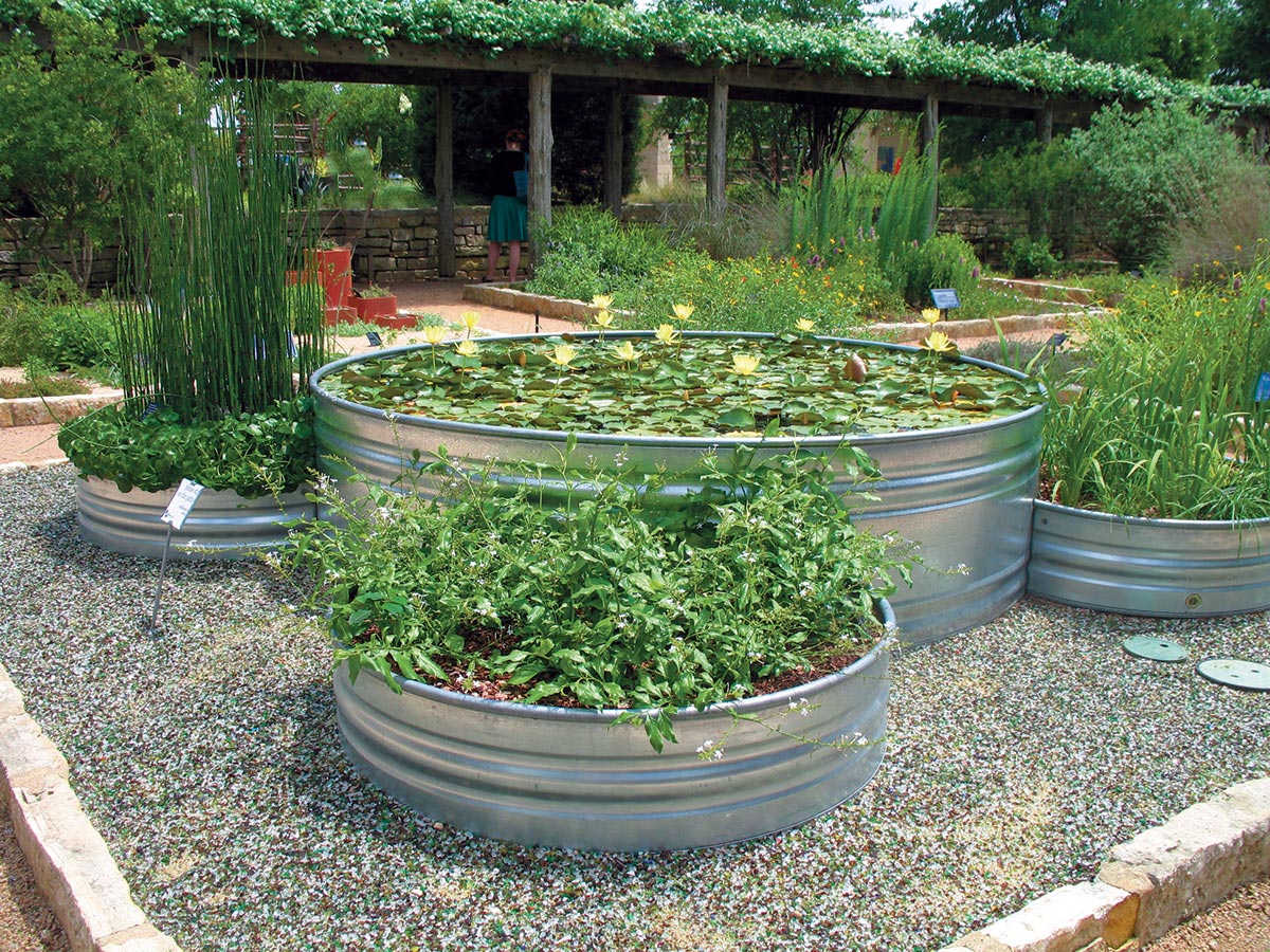 Four stock tanks in a planned garden, the largest has water and yellow waterlilies in it; the others are filled with green plants.