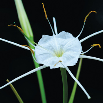 A white spider lily with very long, slender tepals against a black background