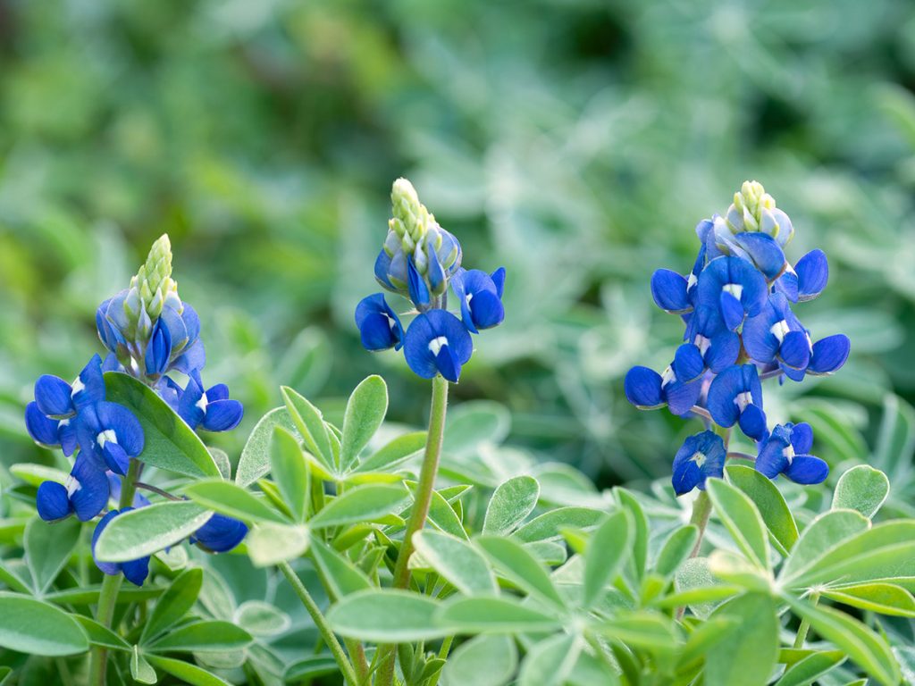 Three bluebonnets standing up against a blurred out background of green leaves.