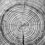 A close-up of a tree cross section in grayscale clearly shows tree rings and some cracks and wear