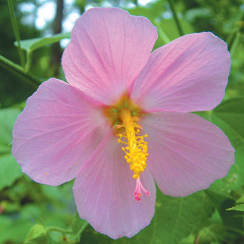 A light pink mallow with yellow center blooms against a green background