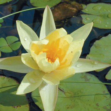 A close-up of a light yellow water lily and a few pads on dark water