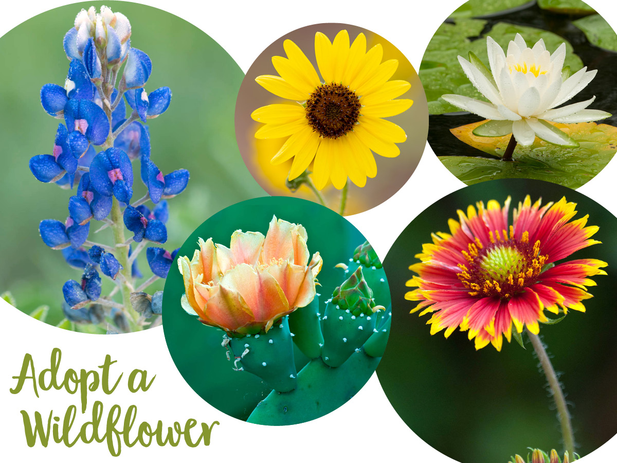 Five different wildflowers (Texas bluebonnet, common sunflower, American white water-lily, a blooming spineless prickly pear and a firewheel) in circles with the headline "Adopt a Wildflower" in a green script font.