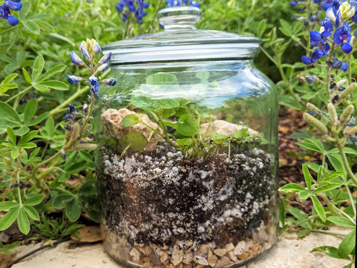 A glass jar with a lid, filled with rocks, soil and plants. It's a homemade terrarium.