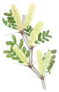 Illustration of blackbrush acacia (Vachellia rigidula) showing compound leaves, thorns, and pale yellow pipe-cleaner-shaped flowers