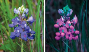 A bluebonnet flower is shown side by side in two different types of photographs: In the UV photo on the right, the prominent banner spots pop out in bright aqua blue, and the petals look pink, as compared to white banner spots on blue petals in visible light photo on the left.