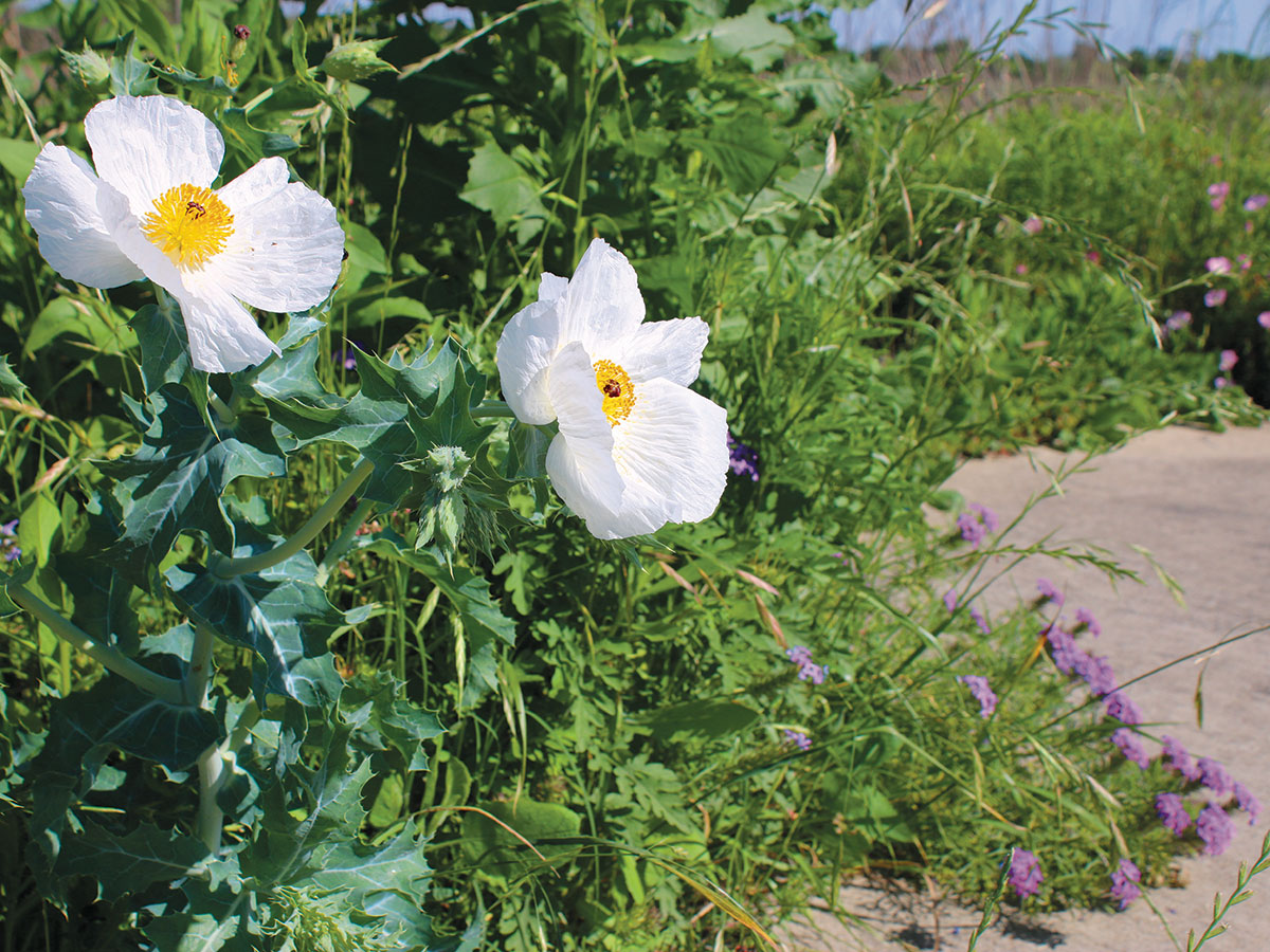 Big white bluestem prickly poppy blooms above purple blooms of prairie verbena along a concrete path.