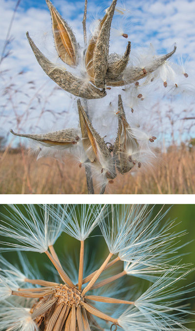 TOP A common milkweed plant with several open follicles and white, fluffy seeds pouring out; background is brown prairie and blue sky with white clouds. BOTTOM A close-up of the white-tufted seeds of a prairie false dandelion.