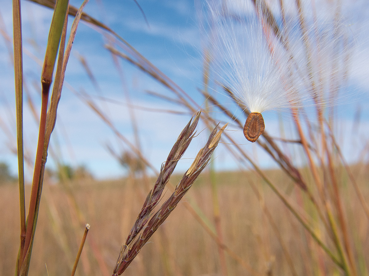 A seed from common milkweed (Asclepias syriaca) rides on its pappus, or parachutelike fluff, with blue sky and out-of-focus stems in the background.