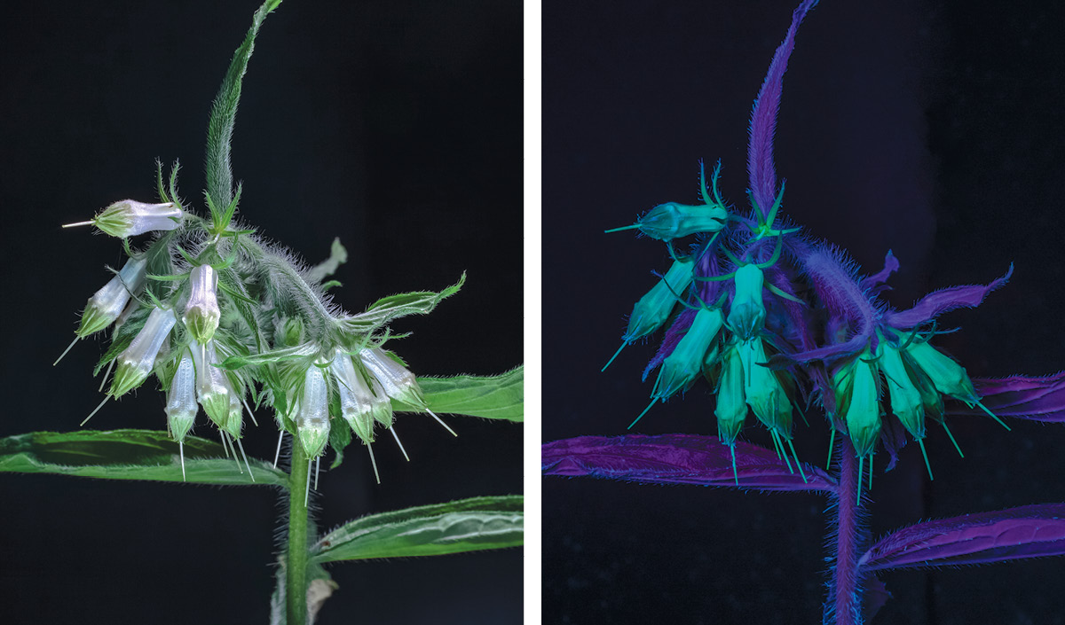In the visible light image, left, false gromwell flowers, which are long and narrow with a point on the end, look white and leaves look green, but in the UVIVF image on the right leaves appear in glowing purple and the flowers are light green.