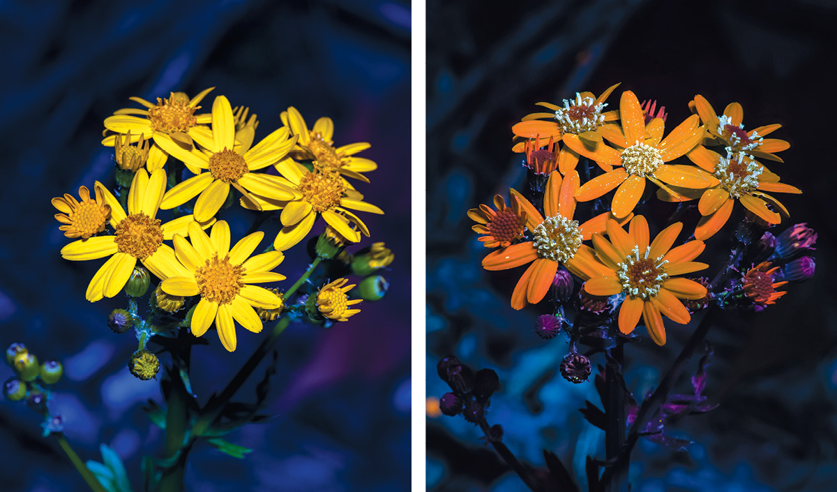Golden groundsel, a daisy like yellow flower, blooms in two photos: In the visible light image on the left, the flowers are entirely yellow; in the UVIVF image on the right, pollen stands out in white against flowers that appear more orange.