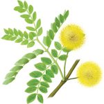 Illustration of compound leaves and round yellow flowers goldenball lead tree (Leucaena retusa)