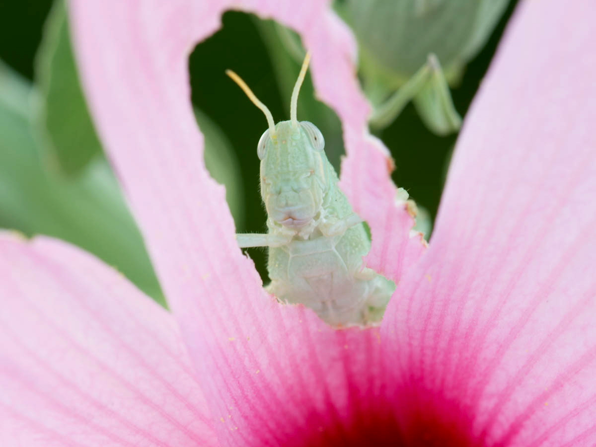 A grasshopper peeks through a hole it has eaten in a pink flower petal.