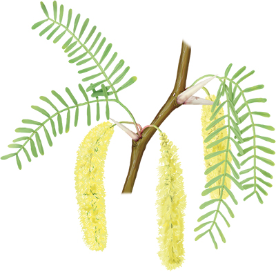Illustration of honey mesquite (Prosopis glandulosa) with feathery compound leaves and long pale yellow flowers.