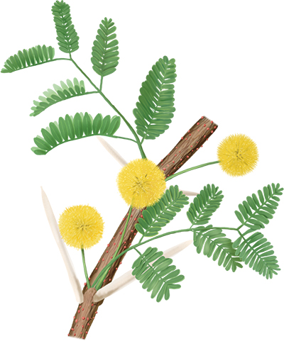Illustration of huisache (Vachellia farnesiana) stem with prominent thorns, round yellow flowers and compound leaves