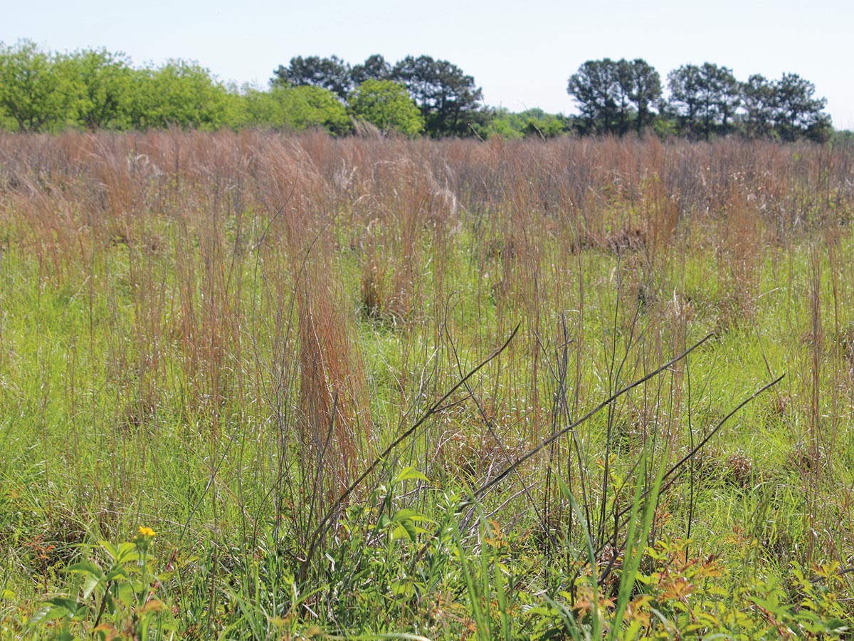 A view of grasses on a tall grass prairie. There are trees far away in the background.
