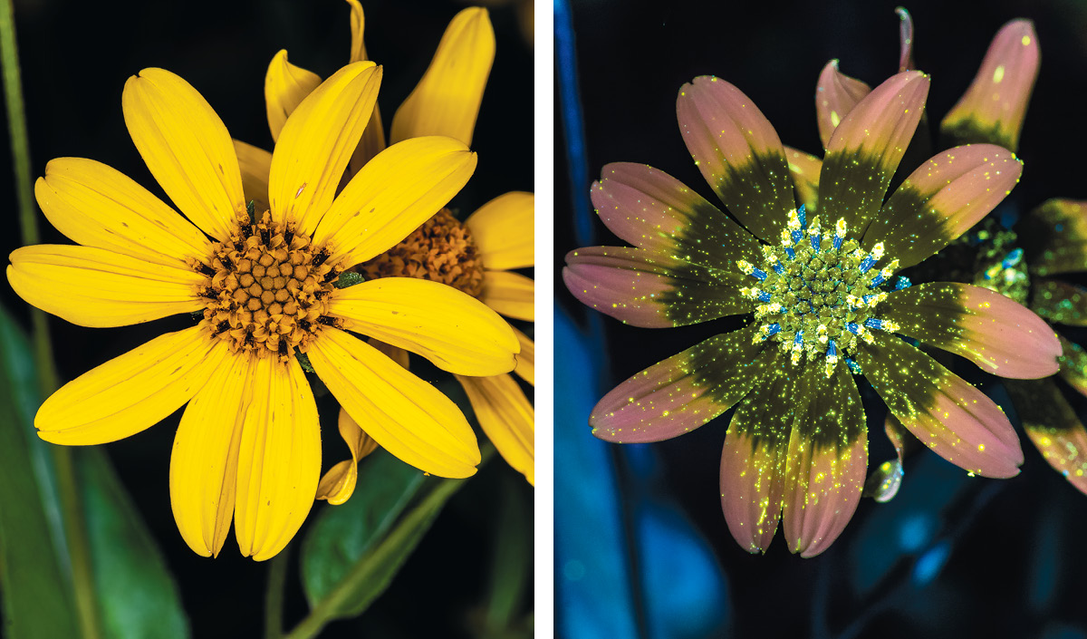 Plateau goldeneye looks like a yellow daisy in the visible light photo on the left; in the UVIVF image on the right, a classic “bull’s eye” pattern appears in white and blue on petals of pink and black.