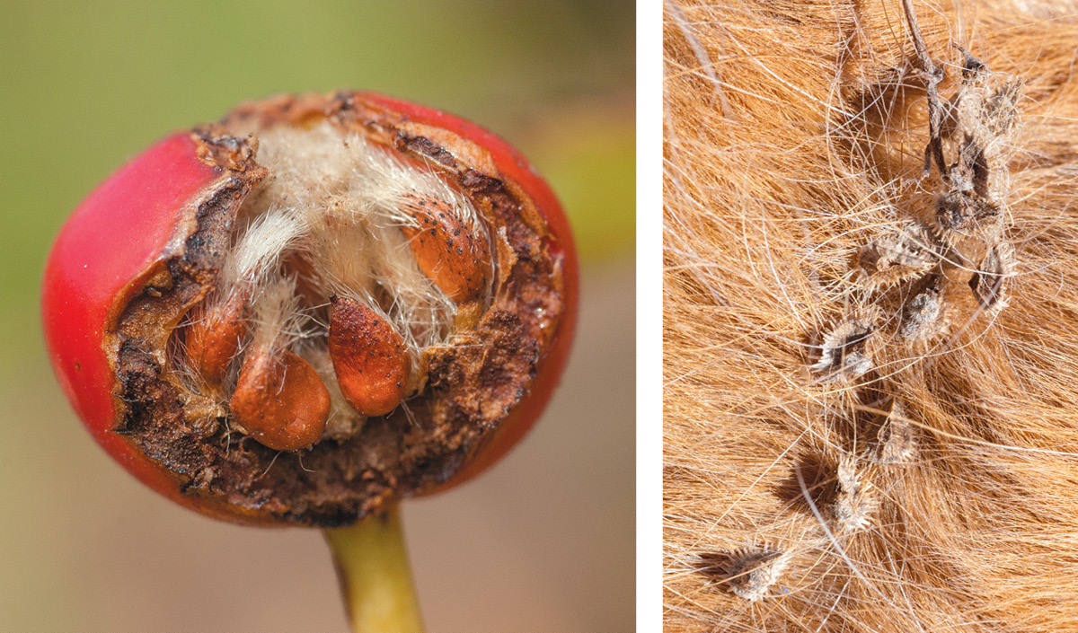 On the left, the red fruit of a prairie rose (Rosa arkansana) is open, displaying fuzzy seeds inside. On the right, seeds of Hackelia species are shown caught in dog fur.