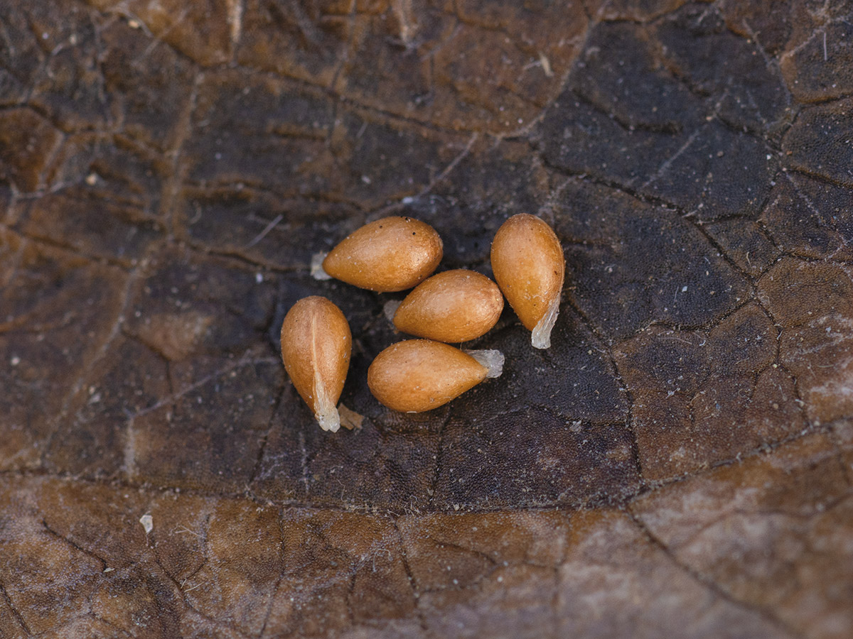 The seeds of prairie violet are smooth and light brown; they display a fleshy appendages called elaiosomes.