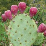 A round cactus pad is crowned with magenta fruit along the top edge.