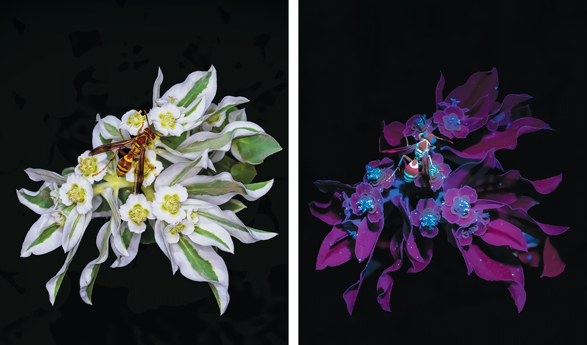 Two side-by-side photos of snow-on-the-prairie and a paper wasp. In the visible light image on the left, the flower looks like a white poinsettia, and the wasp is yellow and brown. In the UVIVF image on the right, the centers of the flowers stand out in blue against a plant that looks purple, and clumps of pollen shine bright white.