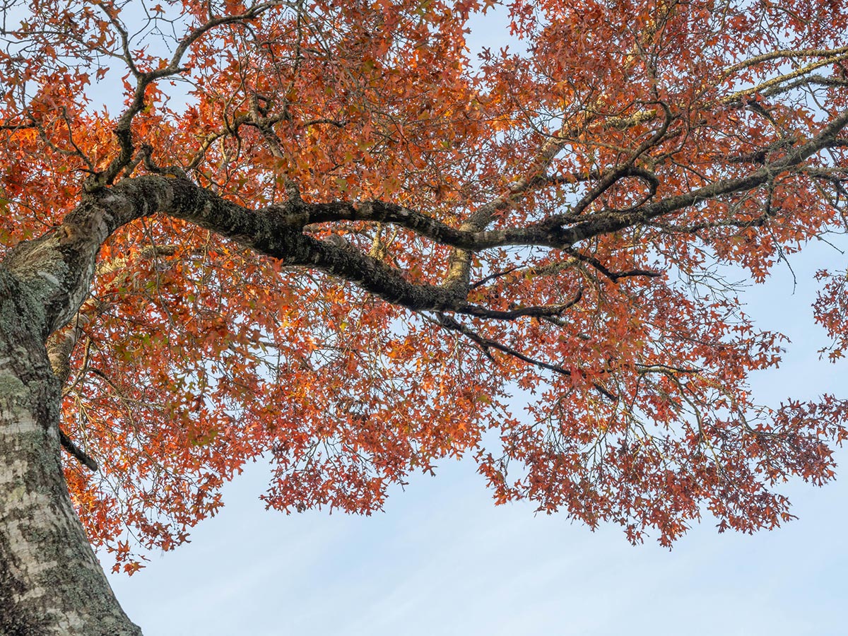 Oak tree with red leaves against the blue sky
