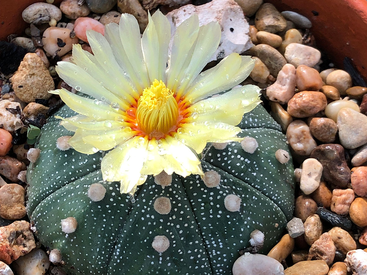 A sea urchin cactus with soft yellow and orange bloom. The cactus is small and round and has large fuzzy white dots and smaller white dots all over.