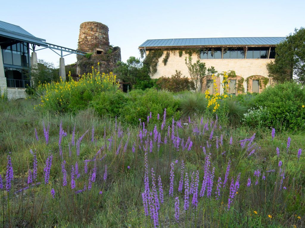 A field of native to Texas plants including purple blooming gayfeather in the foreground and yellow blooms of maximillian sunflower in the Savanna Meadow. The Center's Tower, Great Hall and Library are in the background.
