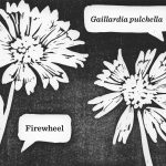 A linocut print of the firewheel flower that includes its scientific name.