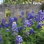 A close up of some bluebonnets in front of a stone wall that's blurred in the background.