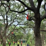 A group of women wearing helmets and harnesses are scaling trees in a thicket.