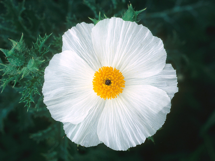 A close-up of a delicate white flower with a bright yellow center.