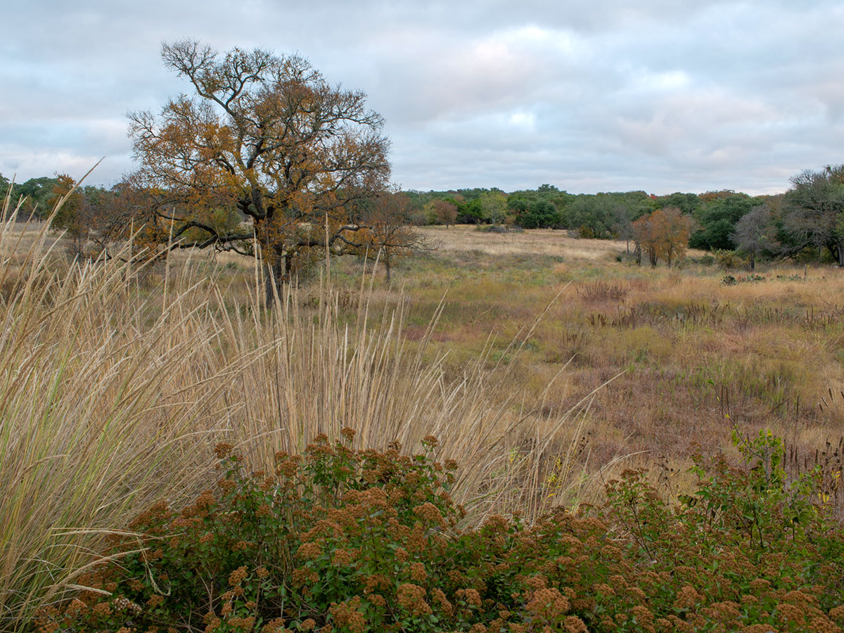 Wildflower Center Joins Prairie Project’s Field Station Network
