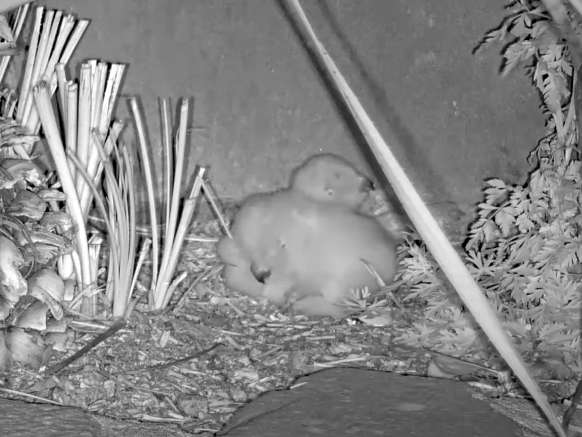 Newly-Hatched Great Horned Owlets Are Live on Camera